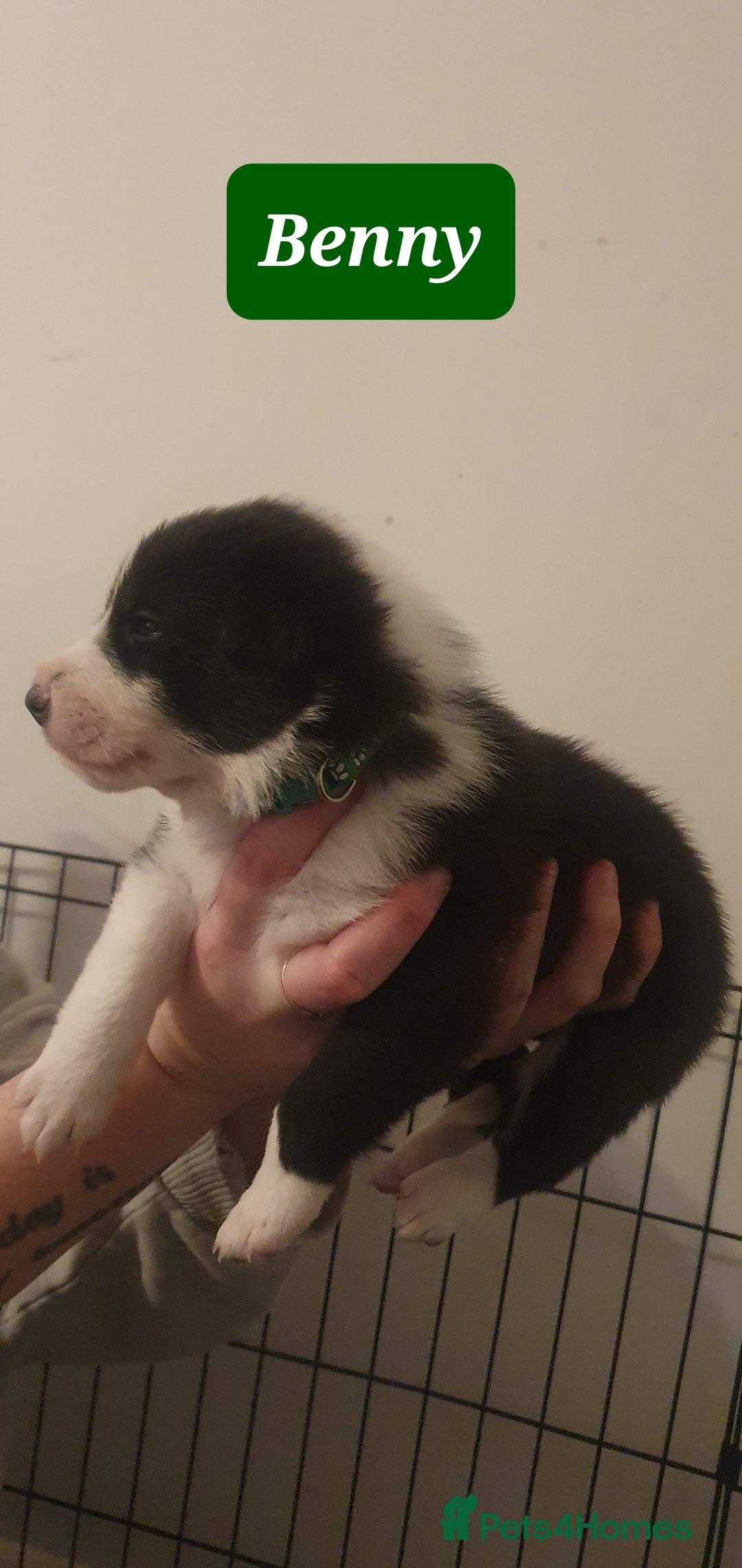 Border Collie dogs for sale: Border Collie puppies - Advert 11