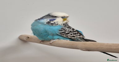 Budgerigars birds - Advert 5