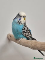 Budgerigars birds - Advert 6