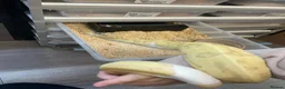 Python Snake reptiles for sale: 11 snakes for sale, 2 corns and 9 royal pythons  - Advert 1