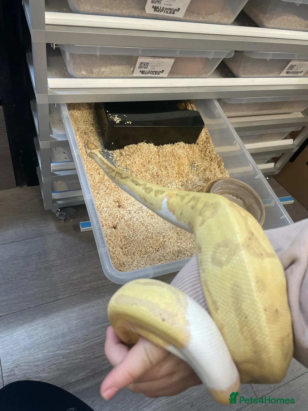 Python Snake reptiles for sale: 11 snakes for sale, 2 corns and 9 royal pythons  - Advert 1