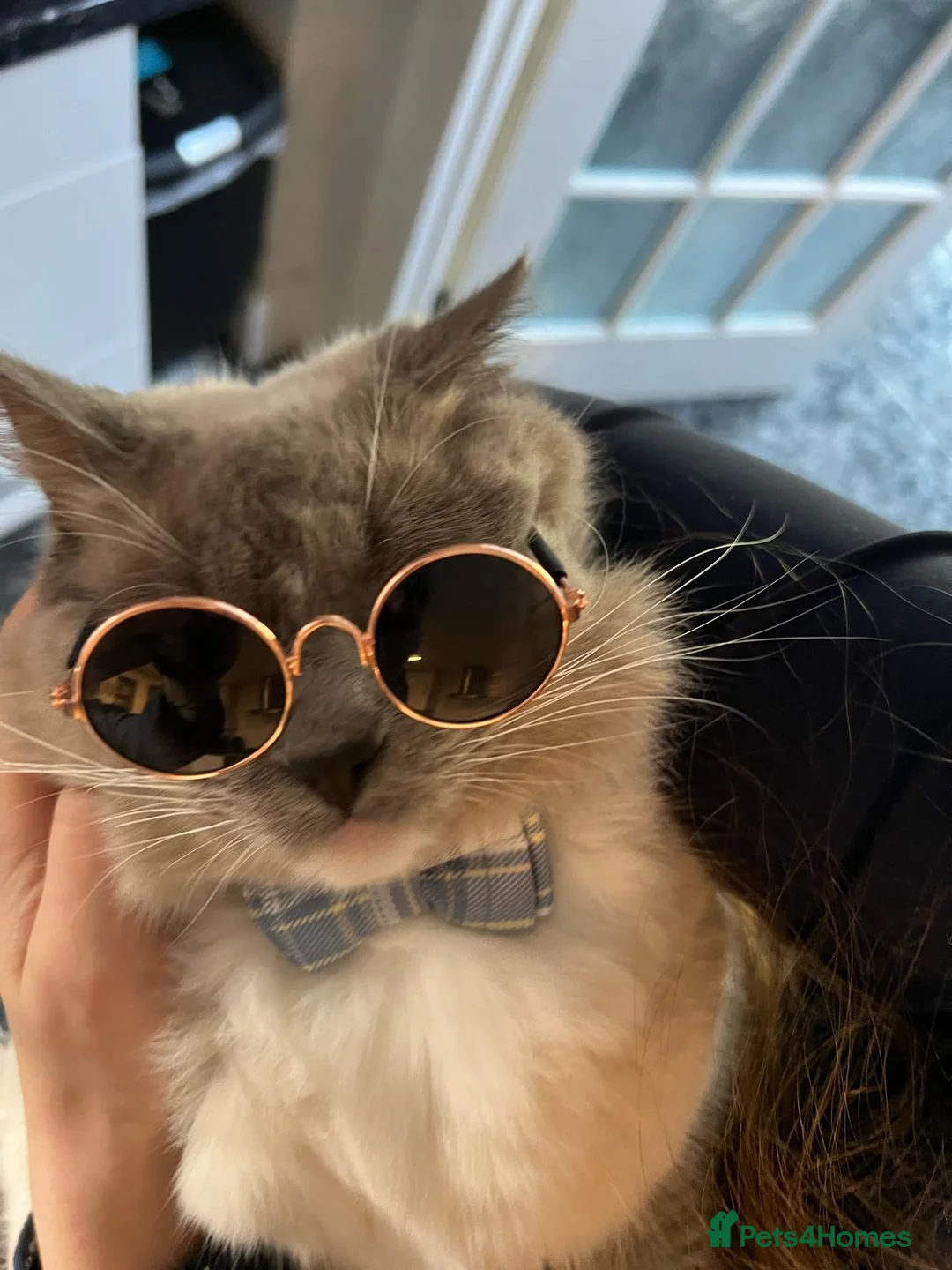 Ragdoll cats for stud: GCCF Reg. Blue point mitted Ragdoll Stud - JEEVES - Advert 6