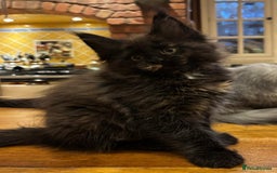 Maine Coon cats for sale: Beautiful Maine Coon Kitten - Champion Lines - Image 25