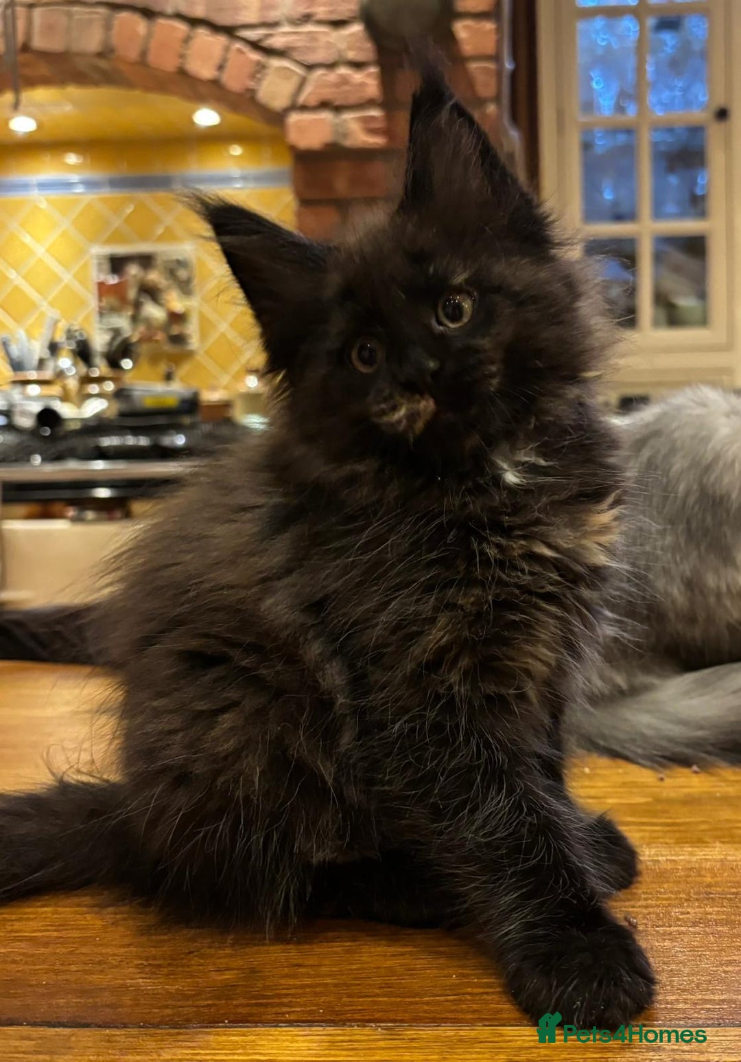 Maine Coon cats for sale: Beautiful Maine Coon Kitten - Champion Lines - Image 25