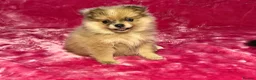 Pomeranian dogs for sale:  Adorable Pomeranian Puppies Merle, Sable & Black - Advert 13