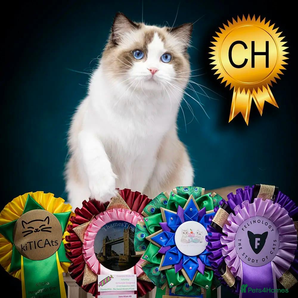 Ragdoll cats Ragdoll Kitten Boy | CHAMPION PARENTS TICA - Advert 1