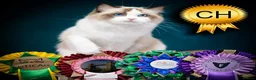 Ragdoll cats for sale: Ragdoll Kitten Boy | CHAMPION PARENTS TICA - Advert 1