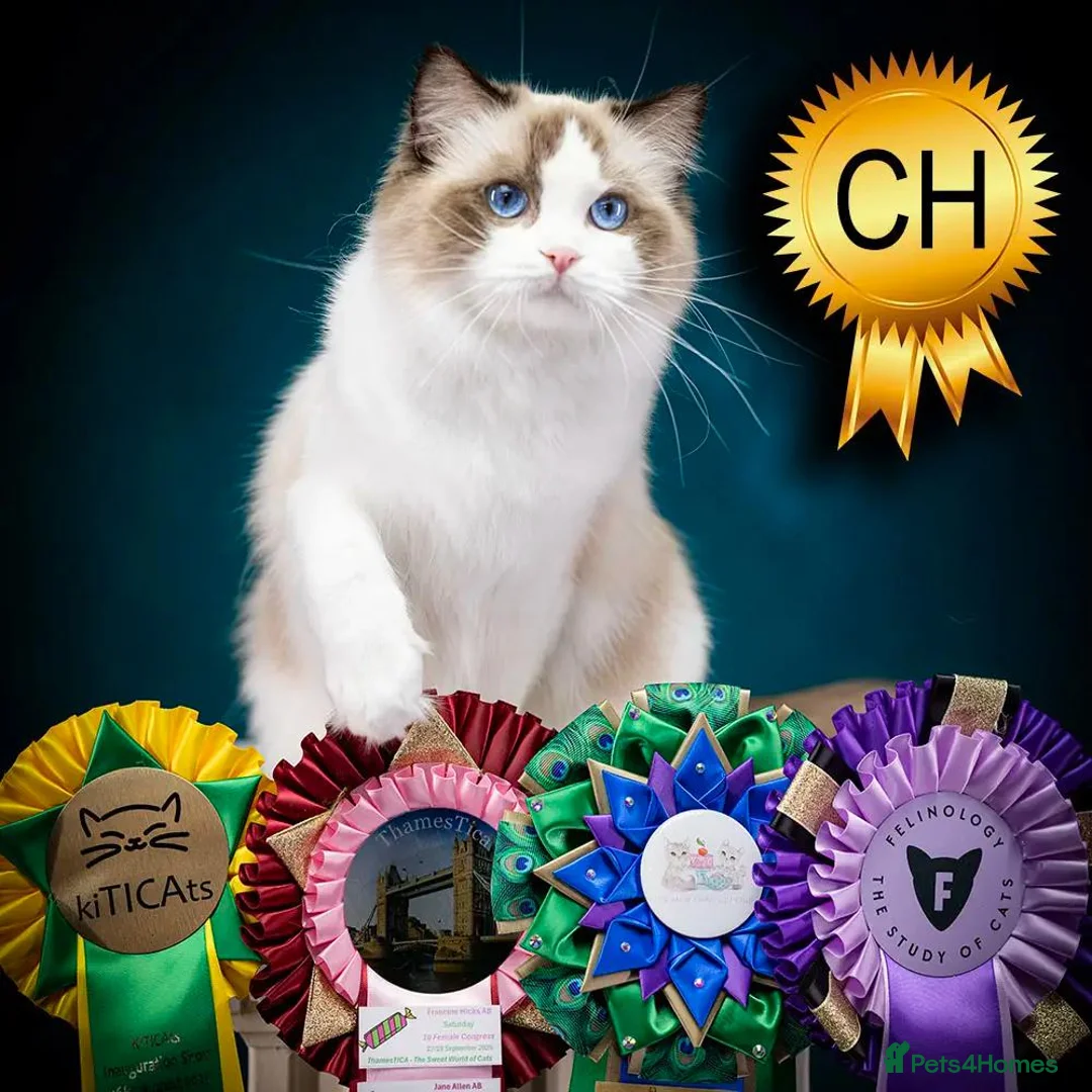 Ragdoll cats for sale: Ragdoll Kitten Boy | CHAMPION PARENTS TICA - Advert 1