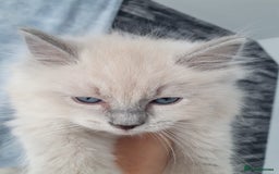 Ragdoll cats for sale: Blue mitted light mink  - Image 7