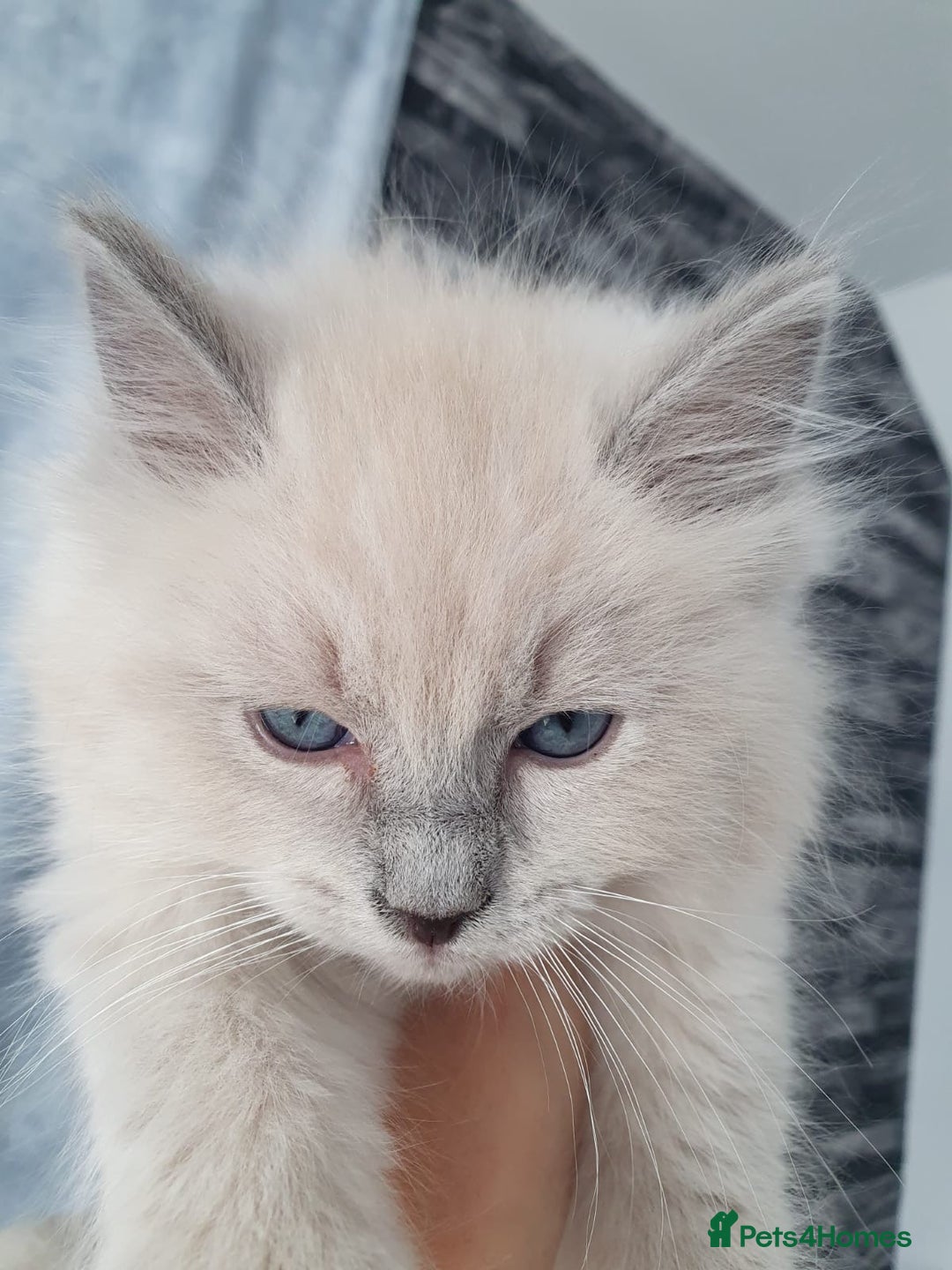 Ragdoll cats for sale: Blue mitted light mink  - Image 7