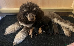Poodle dogs for sale: Phantom Poodle puppies  - Image 7