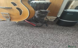 Ragcoon cats for sale: Maine coon X Ragdoll kitten - Image 2