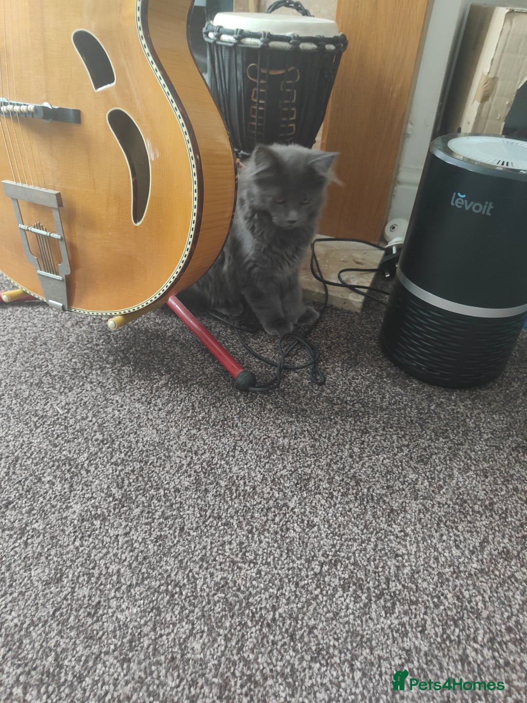 Ragcoon cats for sale: Maine coon X Ragdoll kitten - Image 2