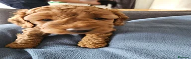 Cockapoo 3