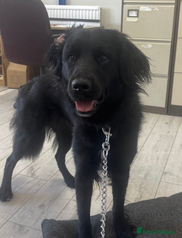 Mixed Breed dogs Rehoming  - Advert 4