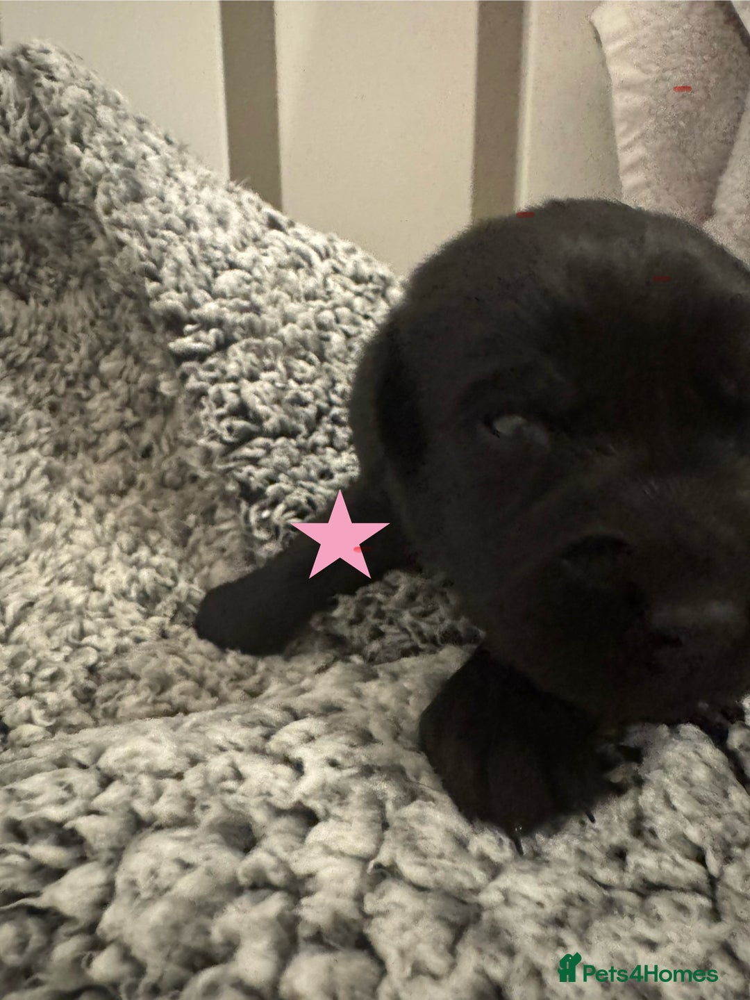 Labrador Retriever dogs for sale: Labrador Puppies – Licensed Breeder - Advert 17