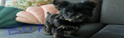 Yorkshire Terrier dogs for sale: Tiny pedigree Yorkie pups.  - Advert 5