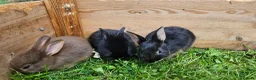 Mixed Breed rabbits for sale: Adorable Bunniesfor Sale! - Advert 3
