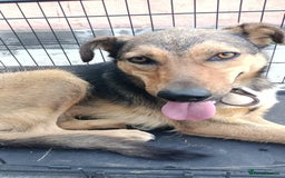 Mixed Breed dogs for adoption: LOLITA, a Superb young Girl - for a Loving HOME - Image 7