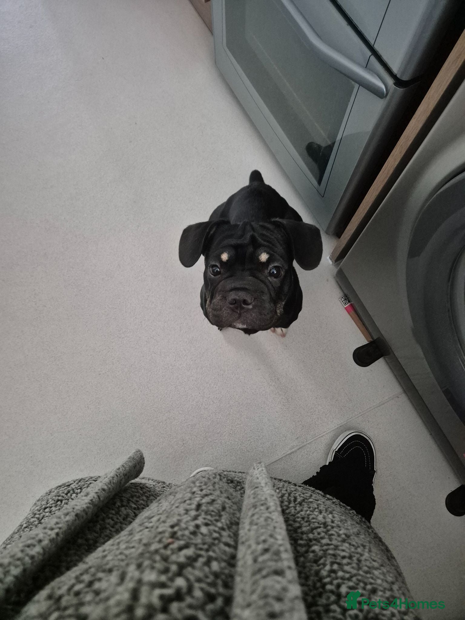 Mixed Breed dogs Rex (rope frenchie)  - Advert 1