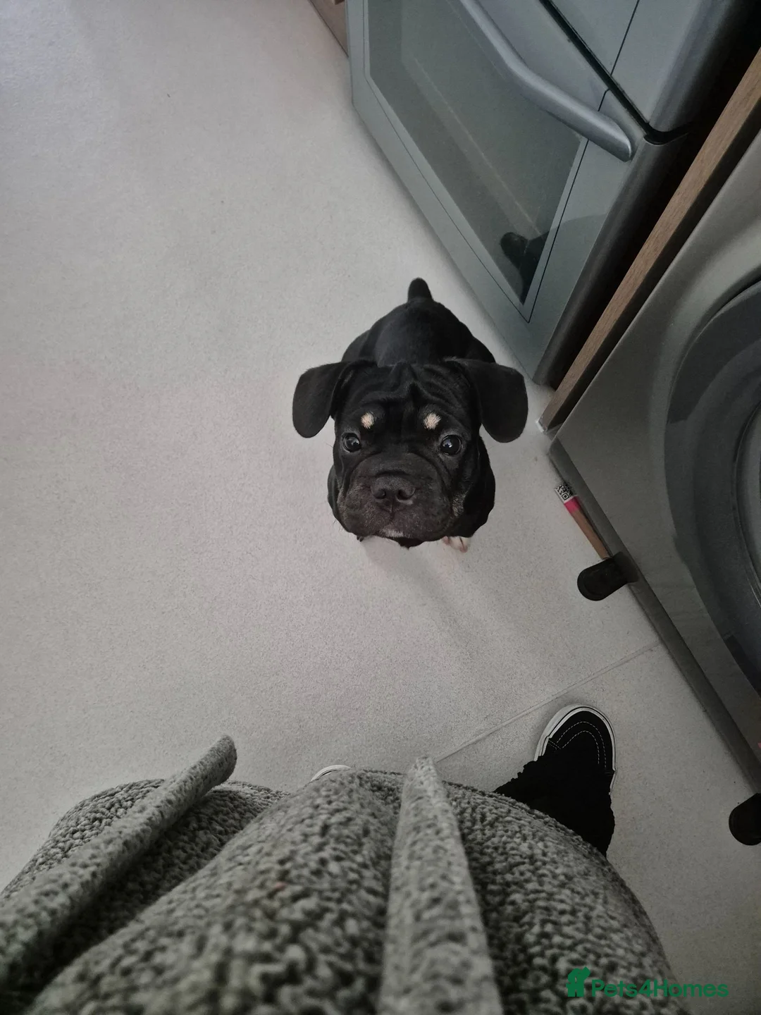 Mixed Breed dogs for sale: Rex (rope frenchie)  in Hertford - Advert 1