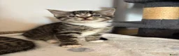 Mixed Breed cats for sale: Gorgeous tabby kittens  - Advert 4