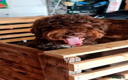 Lagotto Romagnolo dogs for sale: Lagotto Romagnolo - The Best breed ever  - Image 4