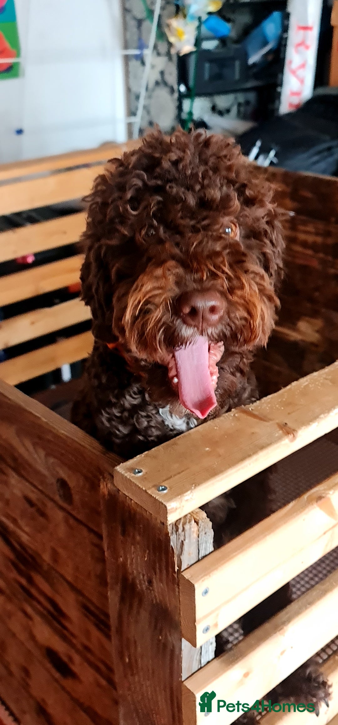 Lagotto Romagnolo dogs for sale: Lagotto Romagnolo - The Best breed ever  - Image 4