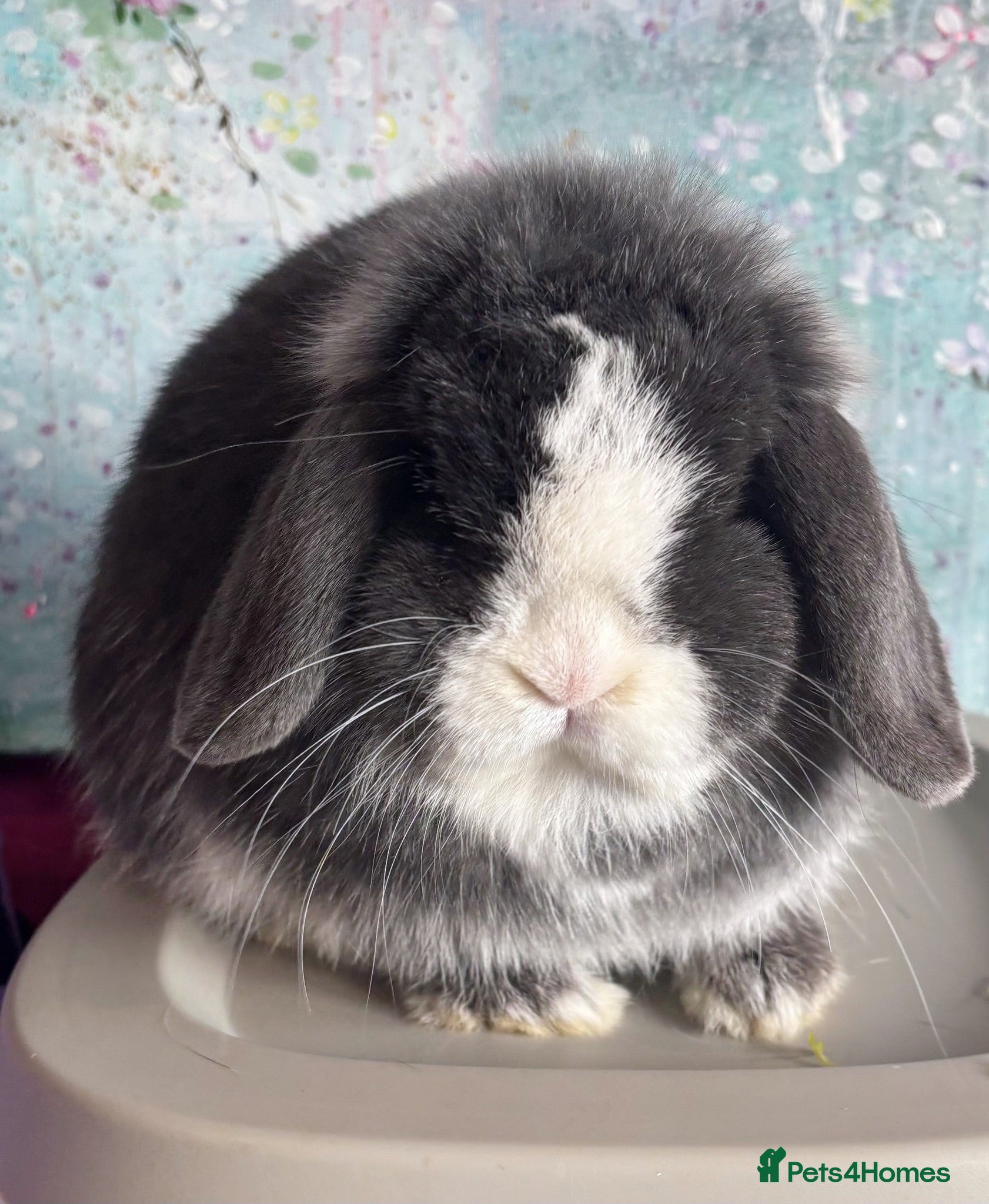 Mini Lop rabbits Beautiful Mini Lops Available For Rehome  - Advert 2