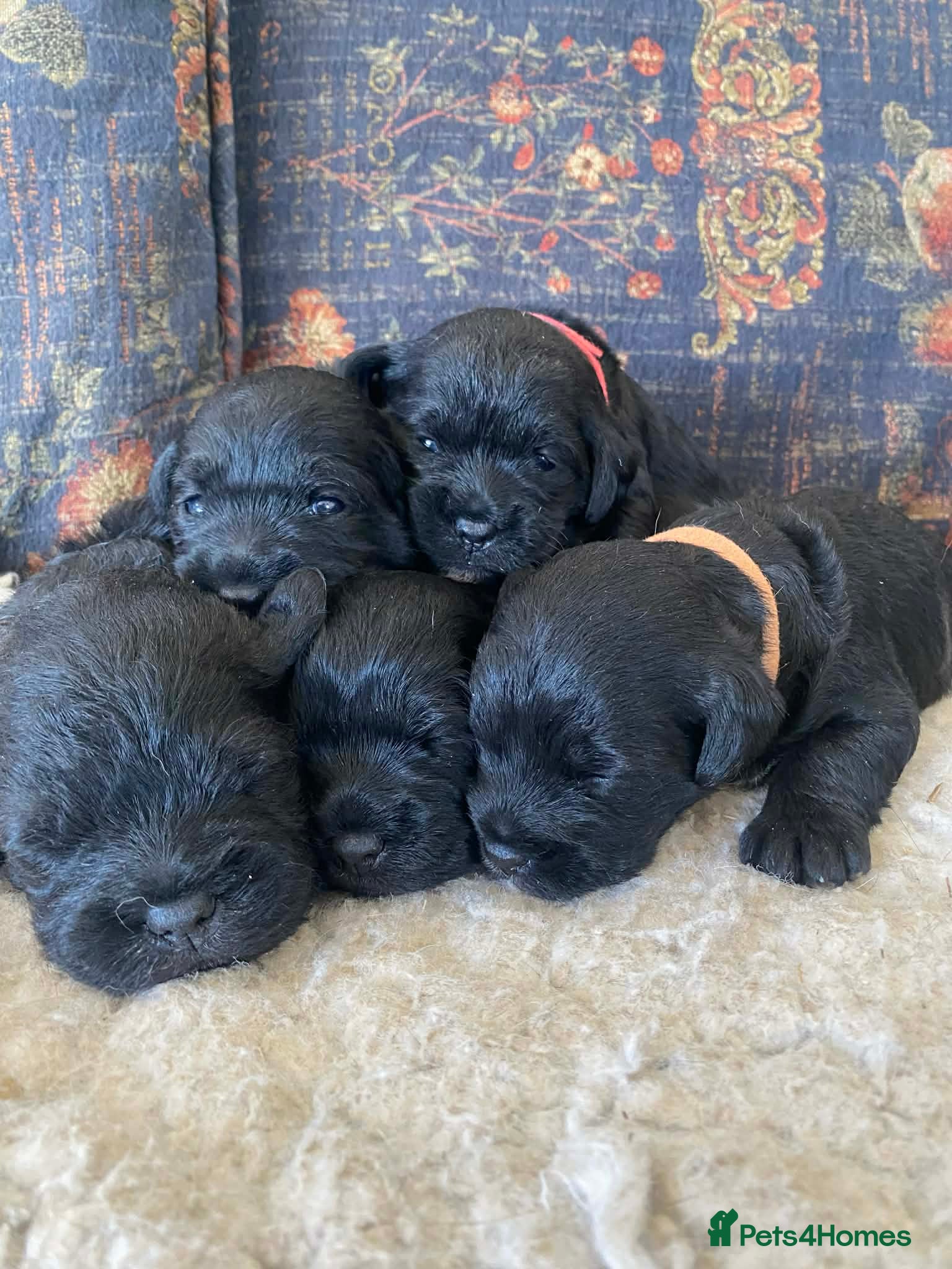 Mixed Breed dogs Border Terrier x Bedlington Terrier - Advert 1