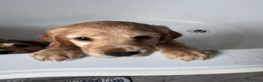 Cocker Spaniel Puppy 3