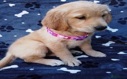 Golden Retriever dogs for sale: Golden retriever puppies extensively health tested - Image 2