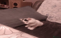 Mixed Breed cats for sale: Amazing kitten's  - Advert 11