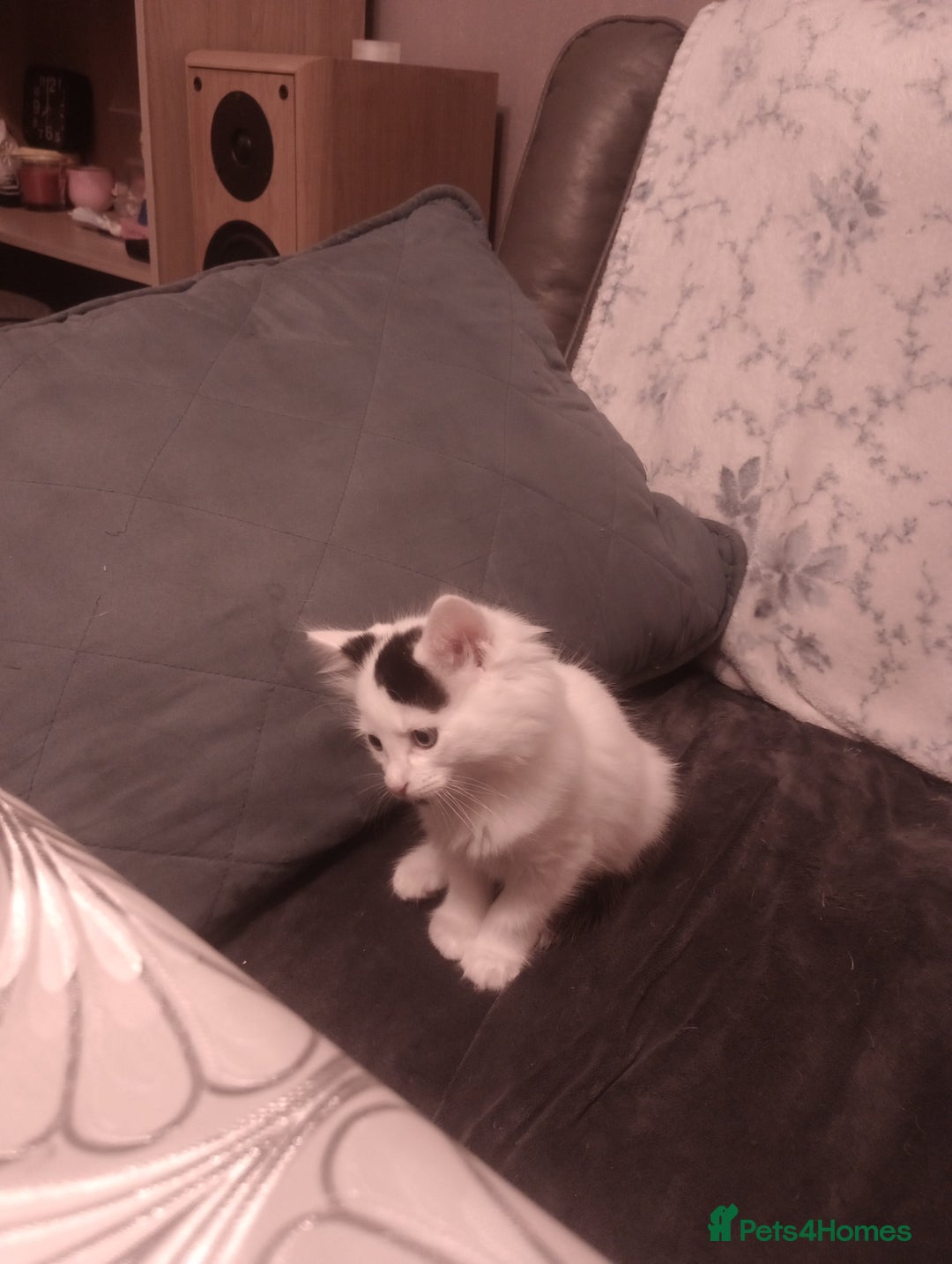 Mixed Breed cats for sale: Amazing kitten's  - Advert 11