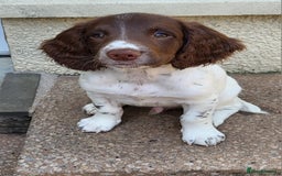 English Springer Spaniel dogs for sale: KC Reg, Health Tested Springer Spaniel Pup in Milnthorpe - Image 1