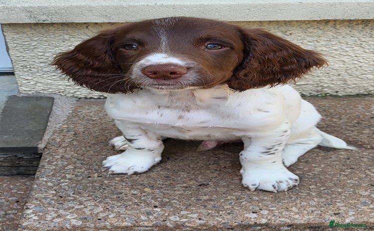 English Springer Spaniel dogs in Milnthorpe - Advert 3