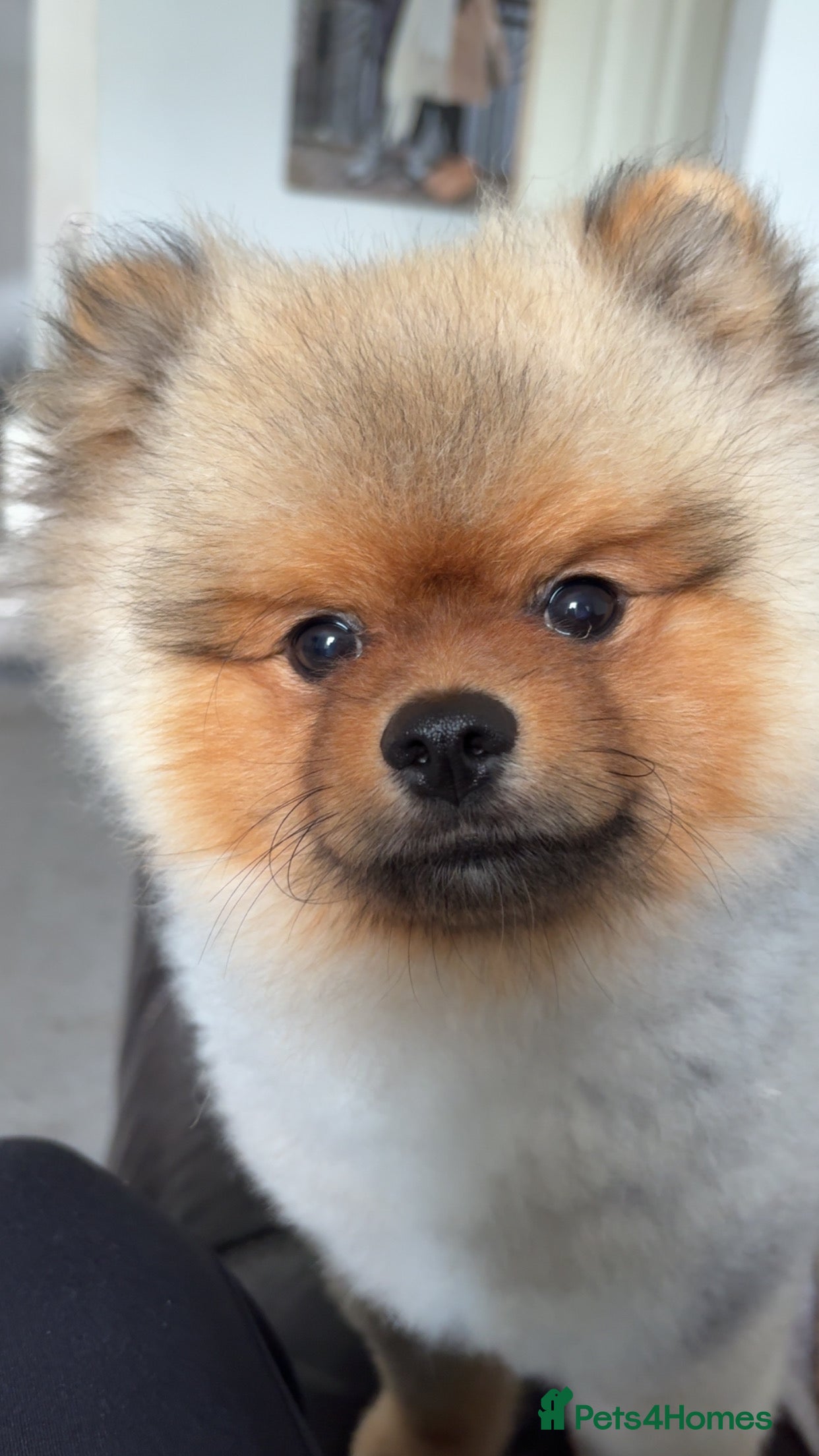 Pomeranian dogs 🐾 Handsome Pomeranian Stud – Meet Ice 🧊 - Advert 22