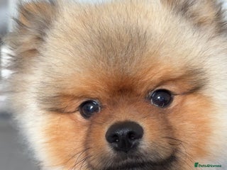 Pomeranian dogs - Advert 1