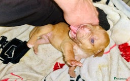 American Bull Staffy dogs for sale: Beautiful American bulldog x staff puppies   - Image 25