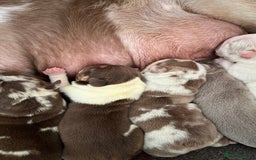 English Bulldog dogs for sale: QC puppies  - Image 5