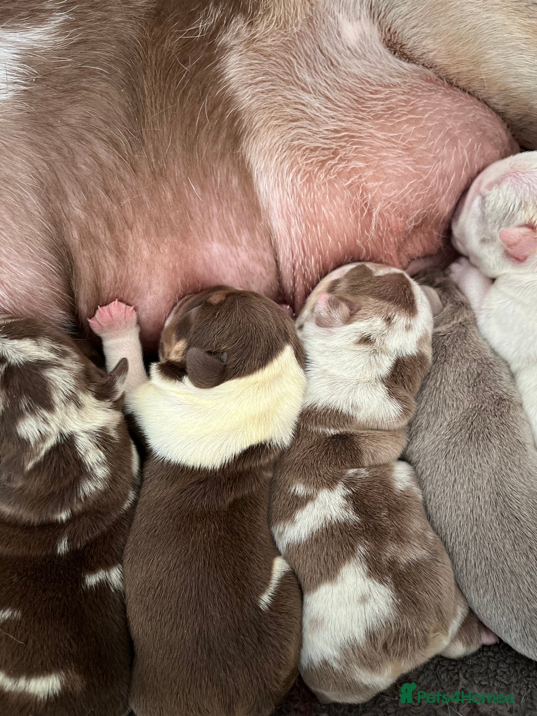 English Bulldog dogs for sale: QC puppies  - Image 5