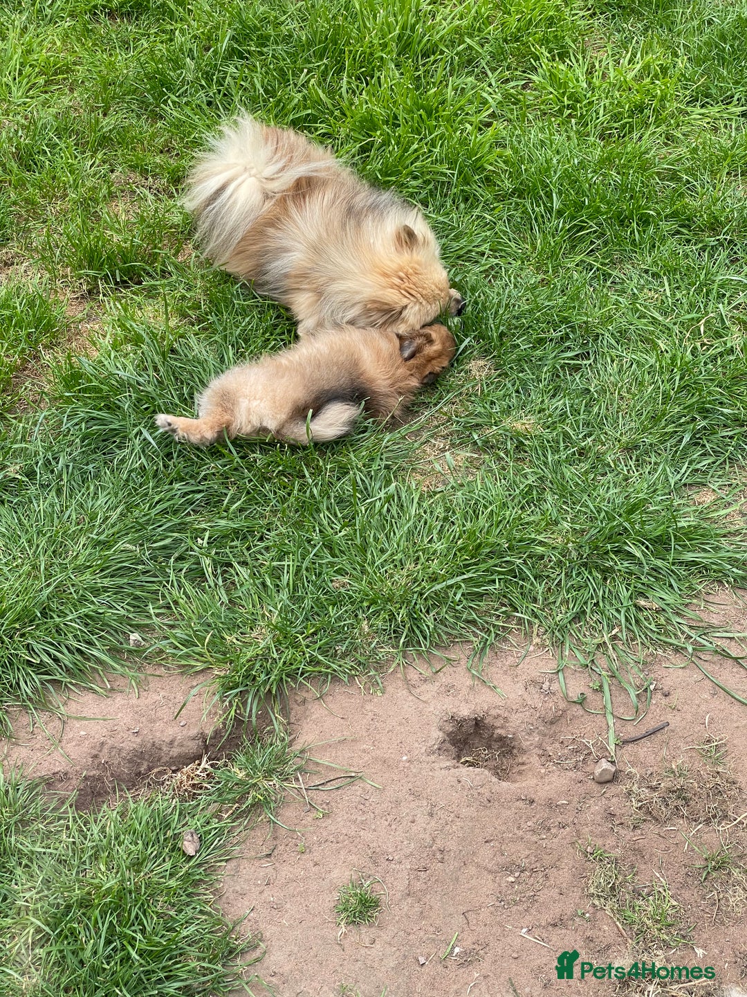Pomeranian dogs for sale: 5 BEAUTIFUL TEDDY TYPE FOXY POMERANIANS - Image 33