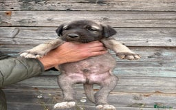 Anatolian Shepherd dogs for sale: Malakli Puppies - Image 17