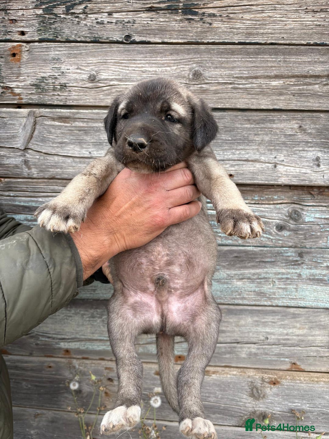 Anatolian Shepherd dogs for sale: Malakli Puppies - Image 17