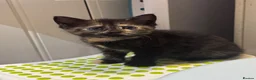 Mixed Breed cats for sale: Beautiful kittens looking new home 🩷❤️🧡 - Advert 10
