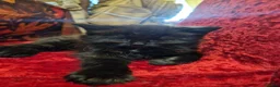Mixed Breed cats for sale: Beautiful fluffy kittens  - Advert 5