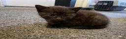 Mixed Breed cats for sale: Stunning Mixed Breed Kittens – Ready June 23rd🐾🐾 - Advert 5