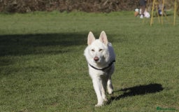 German Shepherd dogs for sale: White german sheperd  - Image 10