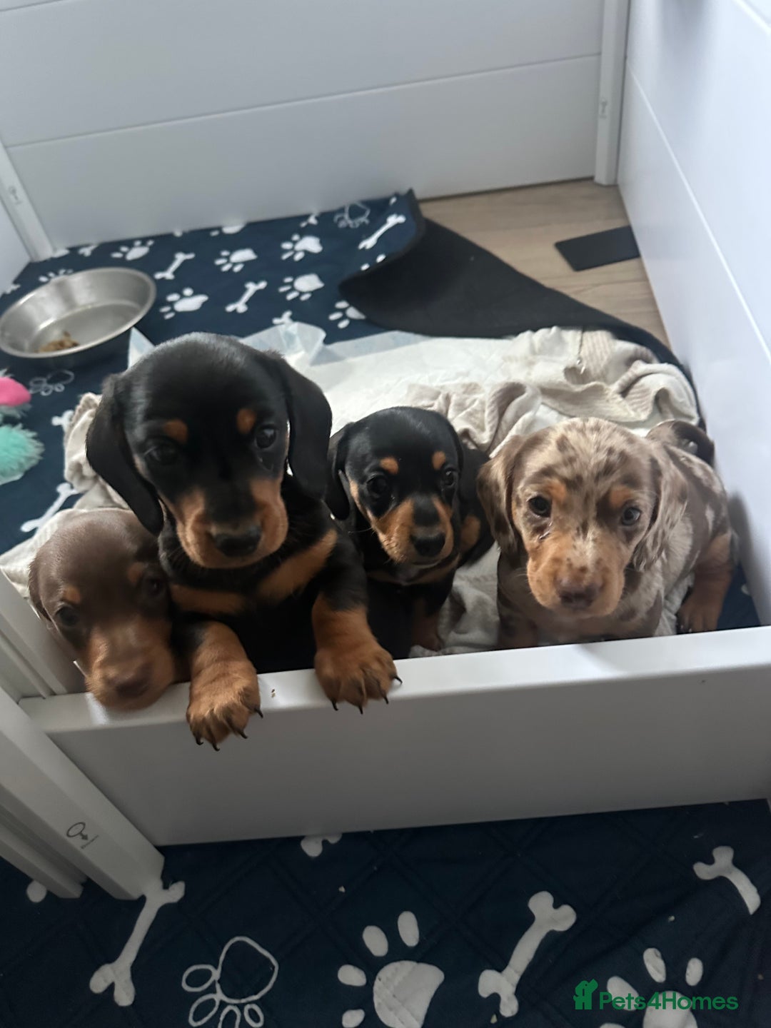 Miniature Dachshund dogs for sale: Miniature daschund  - Image 4