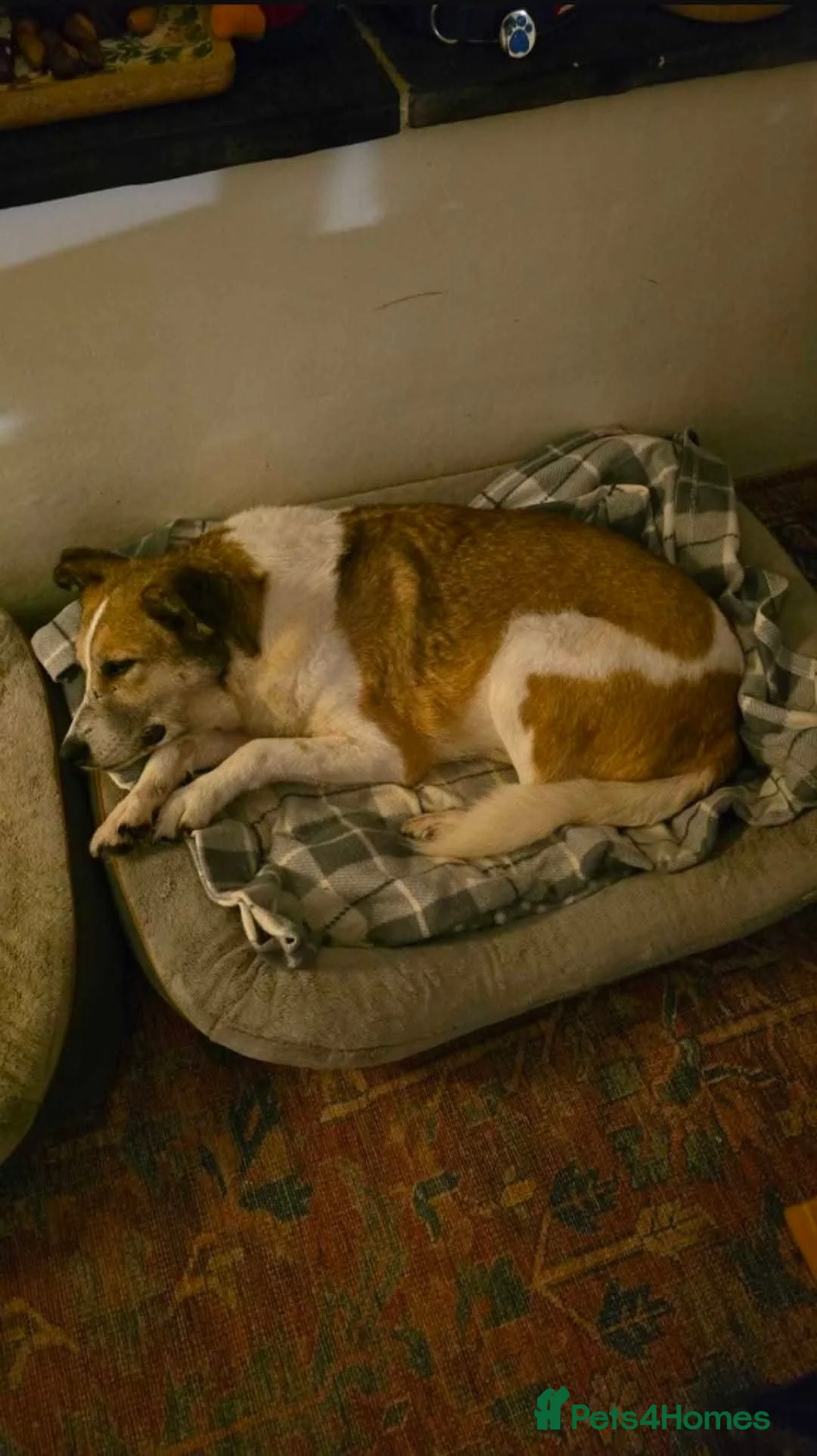 Mixed Breed dogs for adoption: Meet Marnie, currently residing in Devon in Honiton - Advert 4